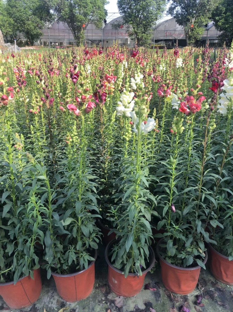 金鱼草杯苗25-30公分，红色，粉色，黄色可选