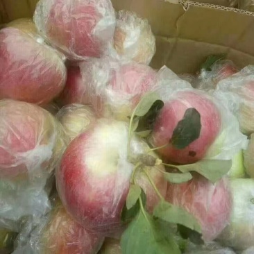 山东优质美八冰糖心红露种植基地产地批发