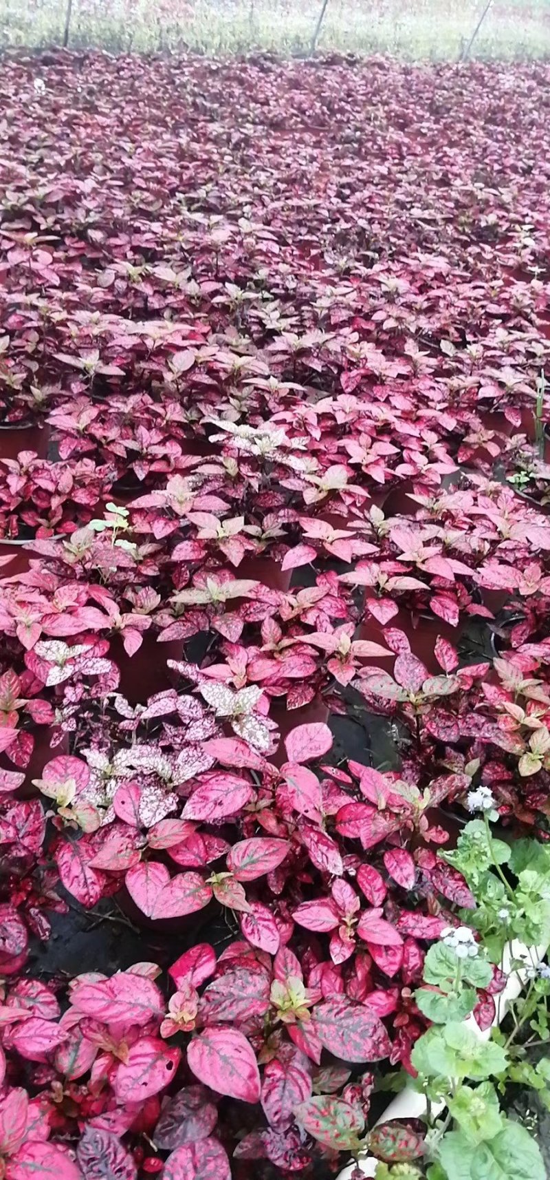 出售嫣红蔓，嫣红蔓杯苗。