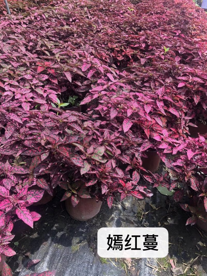 出售嫣红蔓，嫣红蔓杯苗。