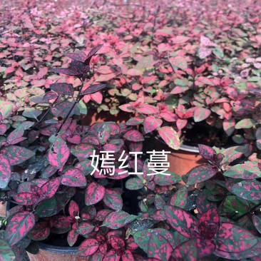 出售嫣红蔓，嫣红蔓杯苗。