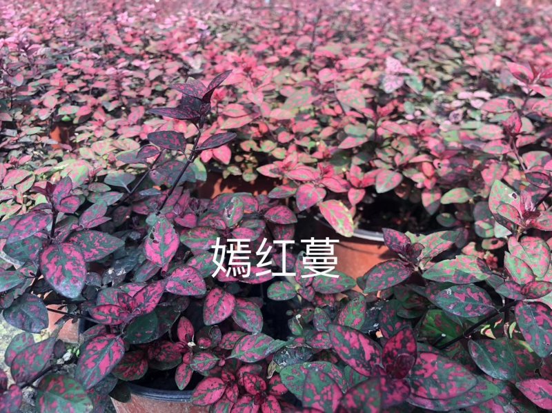 出售嫣红蔓，嫣红蔓杯苗。