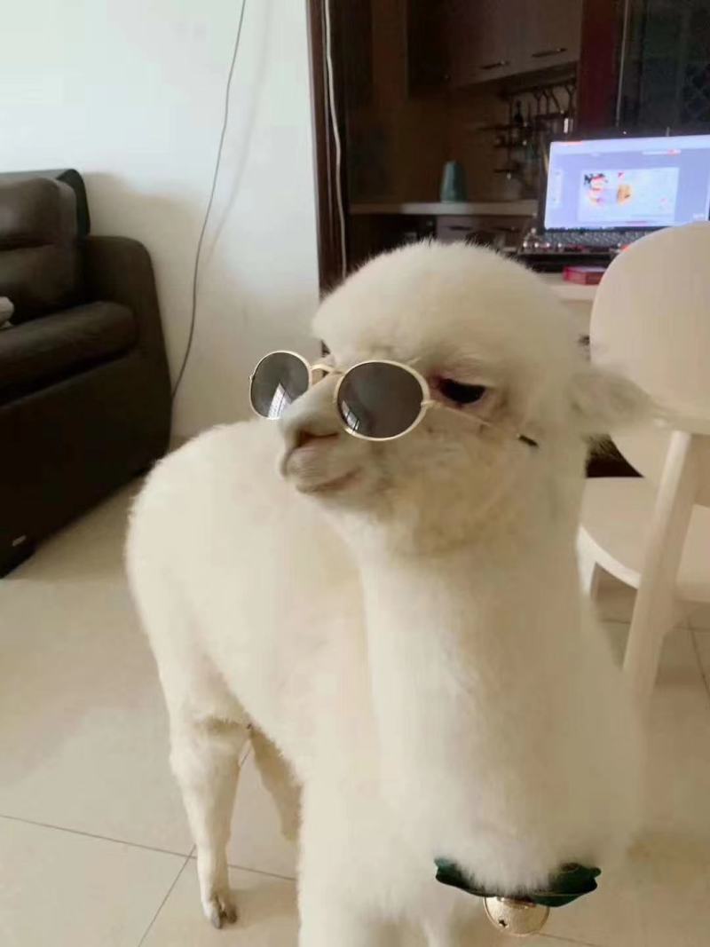 网红羊驼宠物羊驼哪里有卖的好养吗羊驼价格