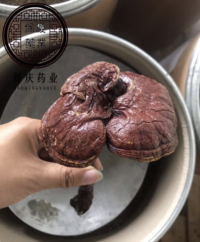 灵芝个整颗灵芝实物拍灵芝个子保庆药业另有灵芝片