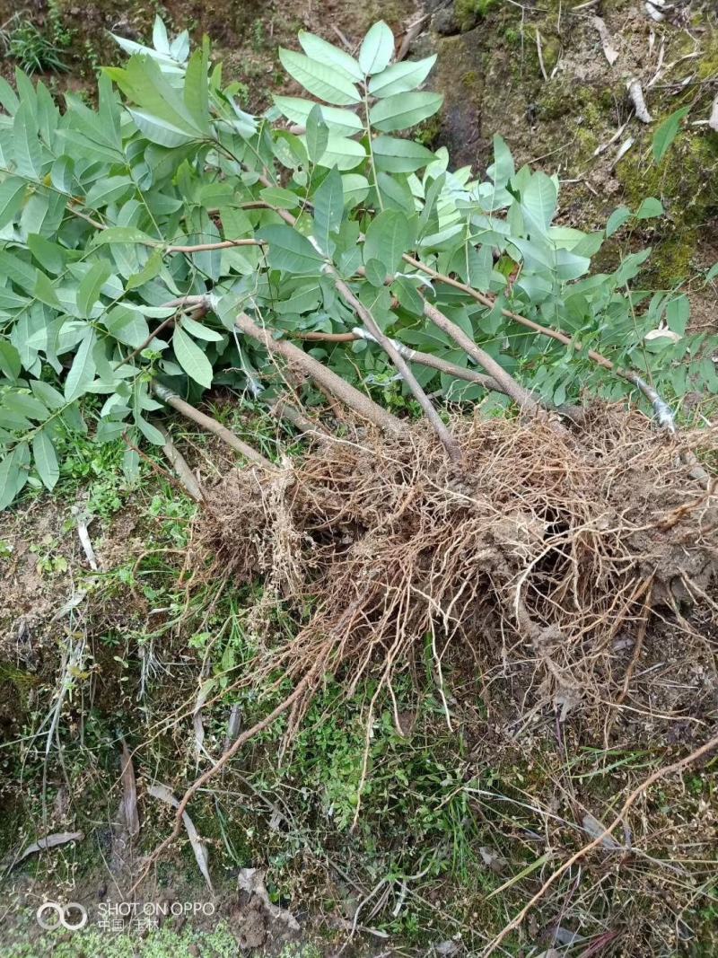 石硖龙眼苗，四季龙眼嫁接苗荔枝龙眼实生苗直生苗征地补偿苗