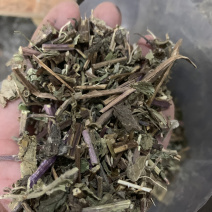 薄荷干净无杂质味道好一公斤起批