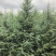 销售各种苗木自家苗圃