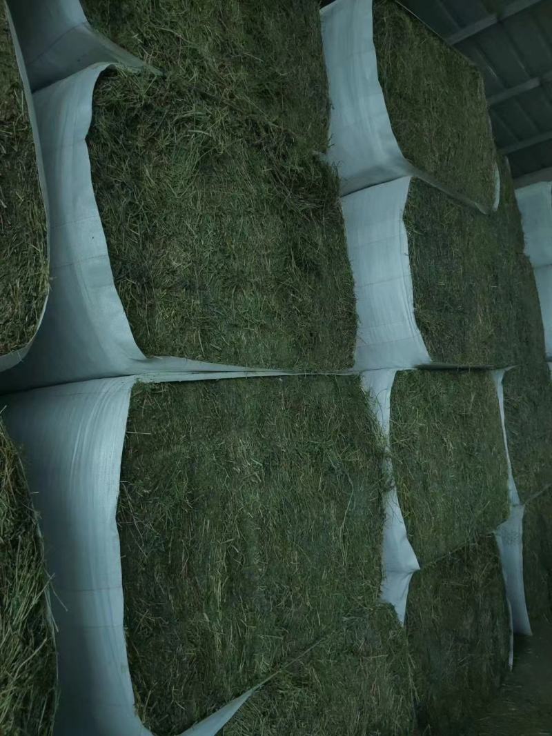 甘肃酒泉优质苜蓿草批发