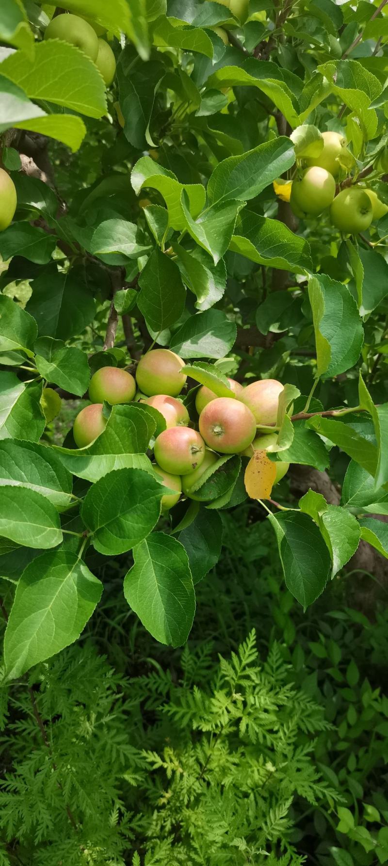 北方特产塞外香果123苹果