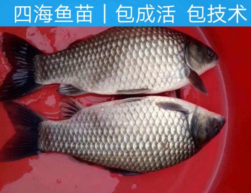 鲫鱼苗中科3号黄金鲫鱼特种快大白金鲫鱼苗技术指导