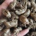 【文斌药业】蝉蜕纯野生蝉蜕过筛无沫道地药材