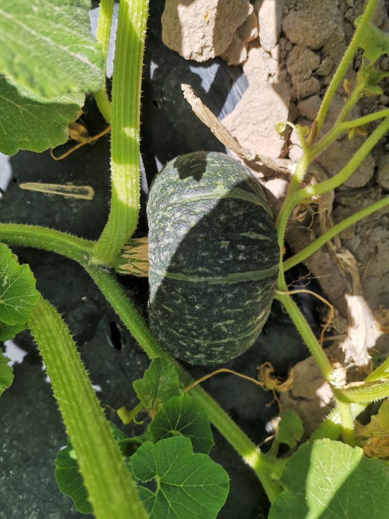 【推荐热销产品】沙漠贝贝南瓜，口感粉糯香甜种植在沙漠边上