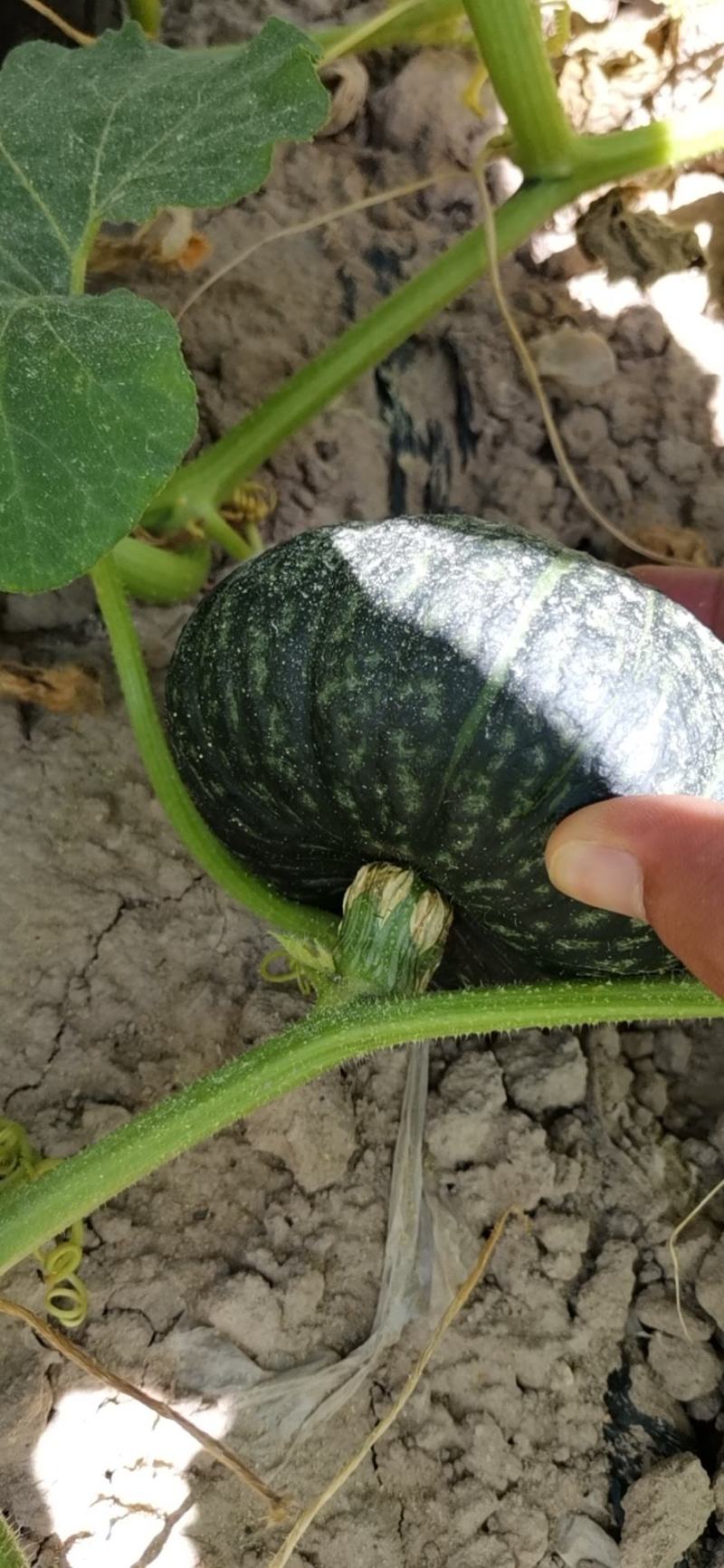 【推荐热销产品】沙漠贝贝南瓜，口感粉糯香甜种植在沙漠边上