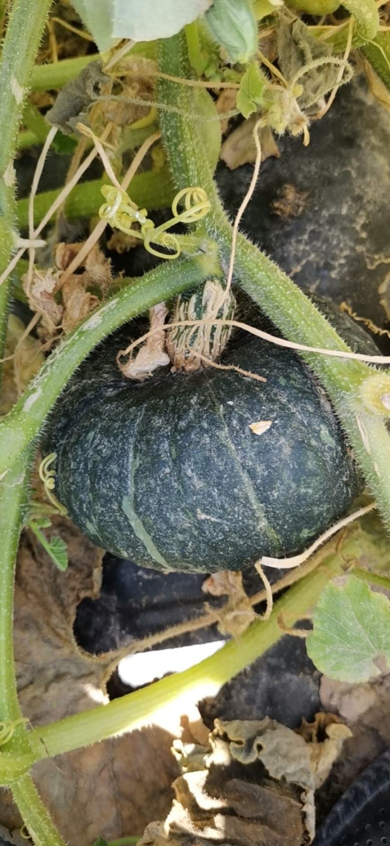 【推荐热销产品】沙漠贝贝南瓜，口感粉糯香甜种植在沙漠边上