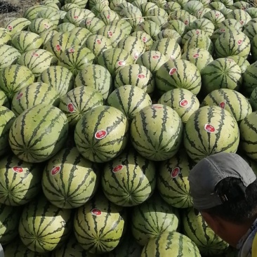 硒砂瓜，又名石头瓜，含糖量15%以上，万亩产地，宁夏银川