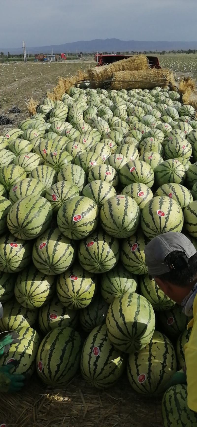 硒砂瓜，又名石头瓜，含糖量15%以上，万亩产地，宁夏银川