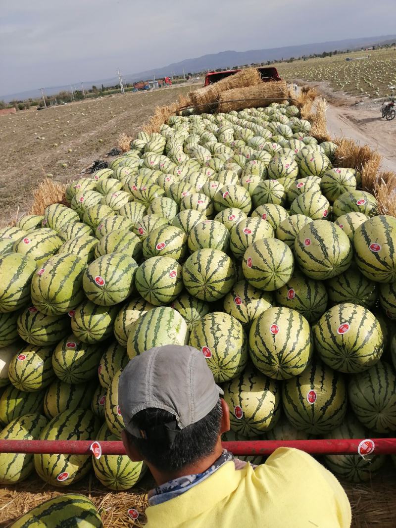 硒砂瓜，又名石头瓜，含糖量15%以上，万亩产地，宁夏银川