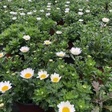 自家苗圃供应白晶菊基地直销一手货源视频看货