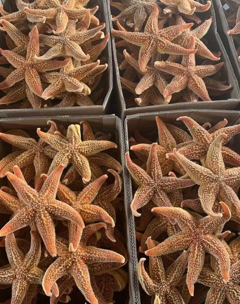 海星全规格海星质量呱呱的