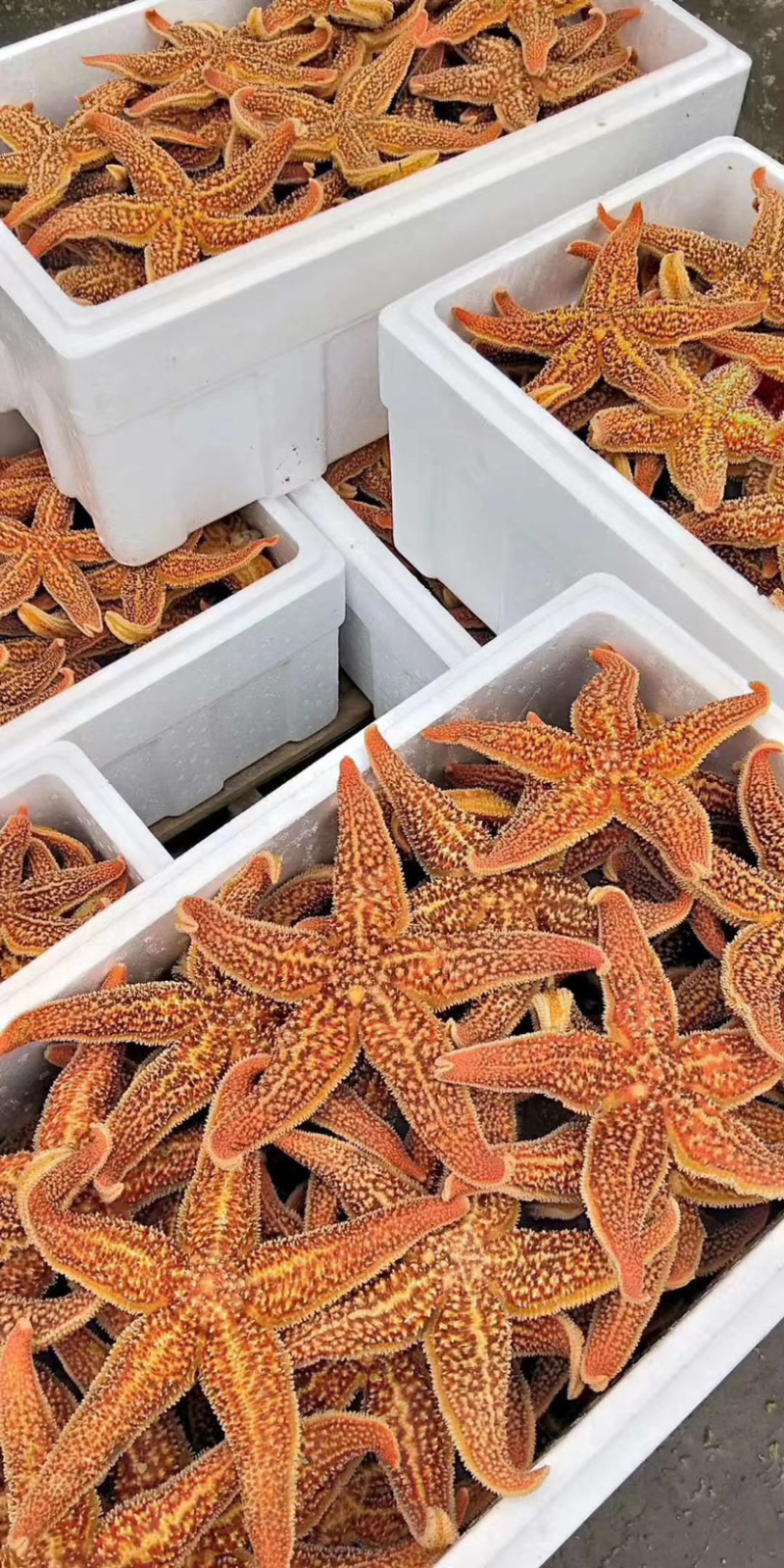 海星全规格海星质量呱呱的