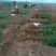 紫穗槐基地，大量供应，规格齐全价格便宜，成活率高，耐旱