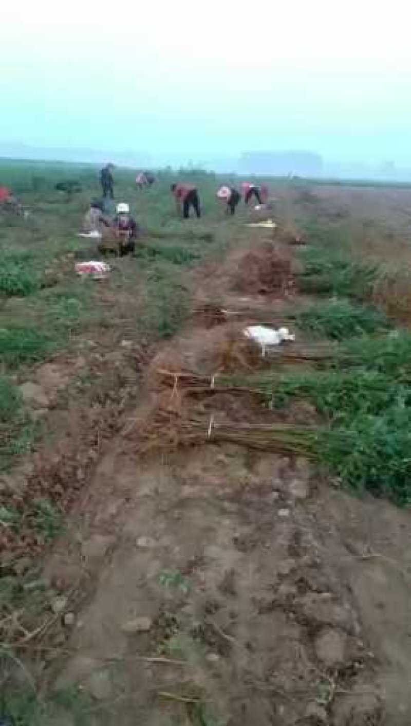 紫穗槐基地，大量供应，规格齐全价格便宜，成活率高，耐旱