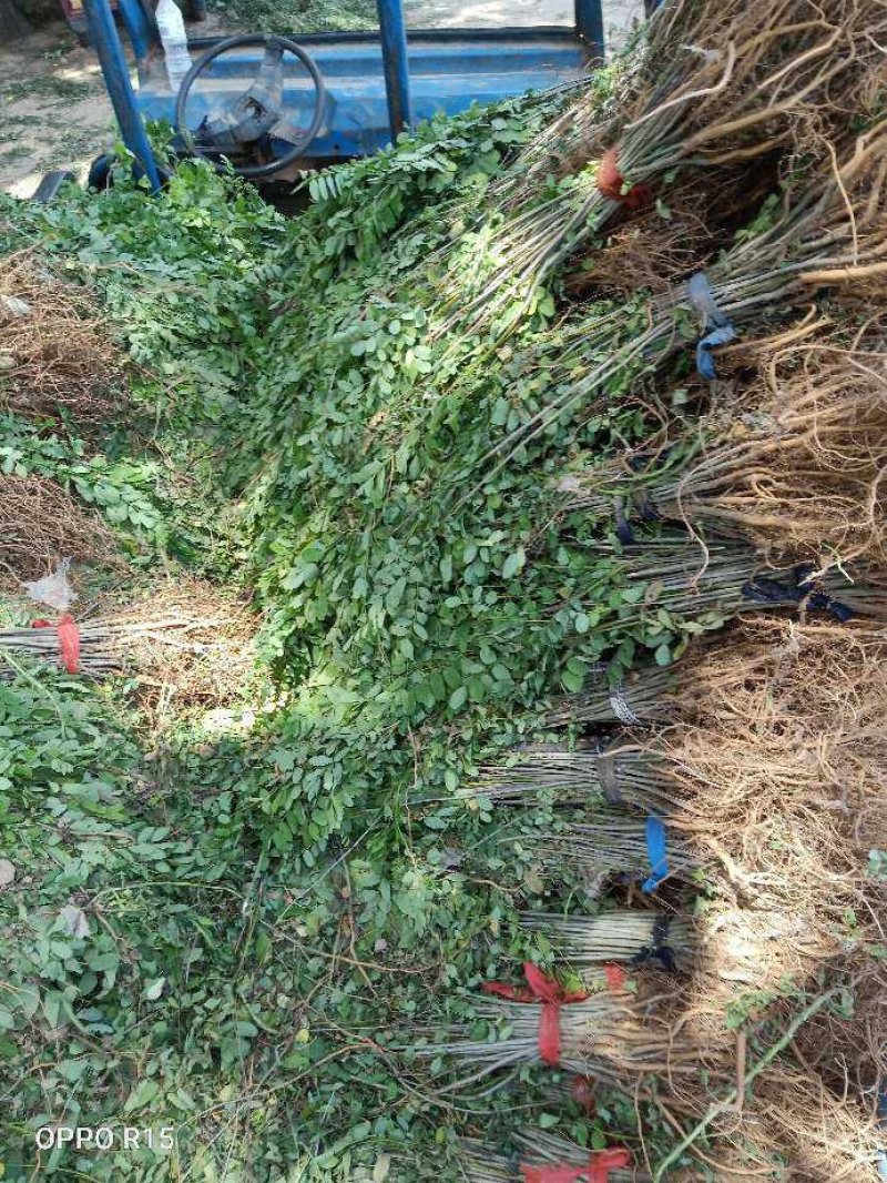 紫穗槐基地，大量供应，规格齐全价格便宜，成活率高，耐旱