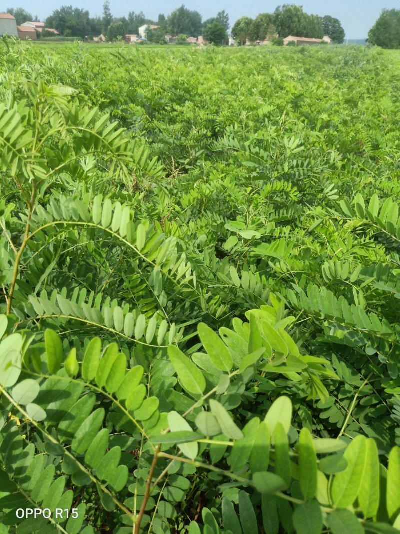 紫穗槐基地，大量供应，规格齐全价格便宜，成活率高，耐旱