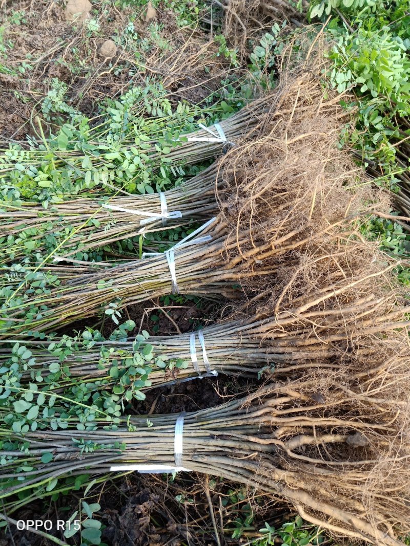 紫穗槐基地，大量供应，规格齐全价格便宜，成活率高，耐旱