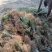紫穗槐基地，大量供应，规格齐全价格便宜，成活率高，耐旱