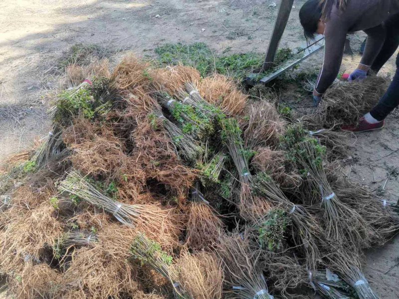 紫穗槐基地，大量供应，规格齐全价格便宜，成活率高，耐旱