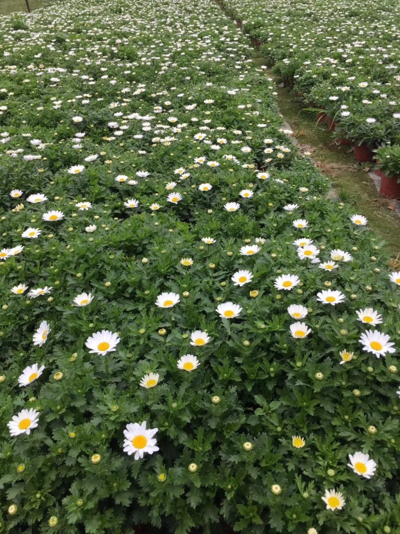 白晶菊双色杯杯苗30-40公分，冠幅20-30公分