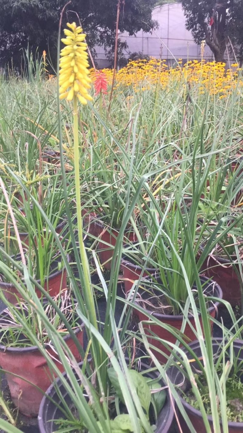 火把莲杯苗加伦杯45-55公分，冠幅30-35公分