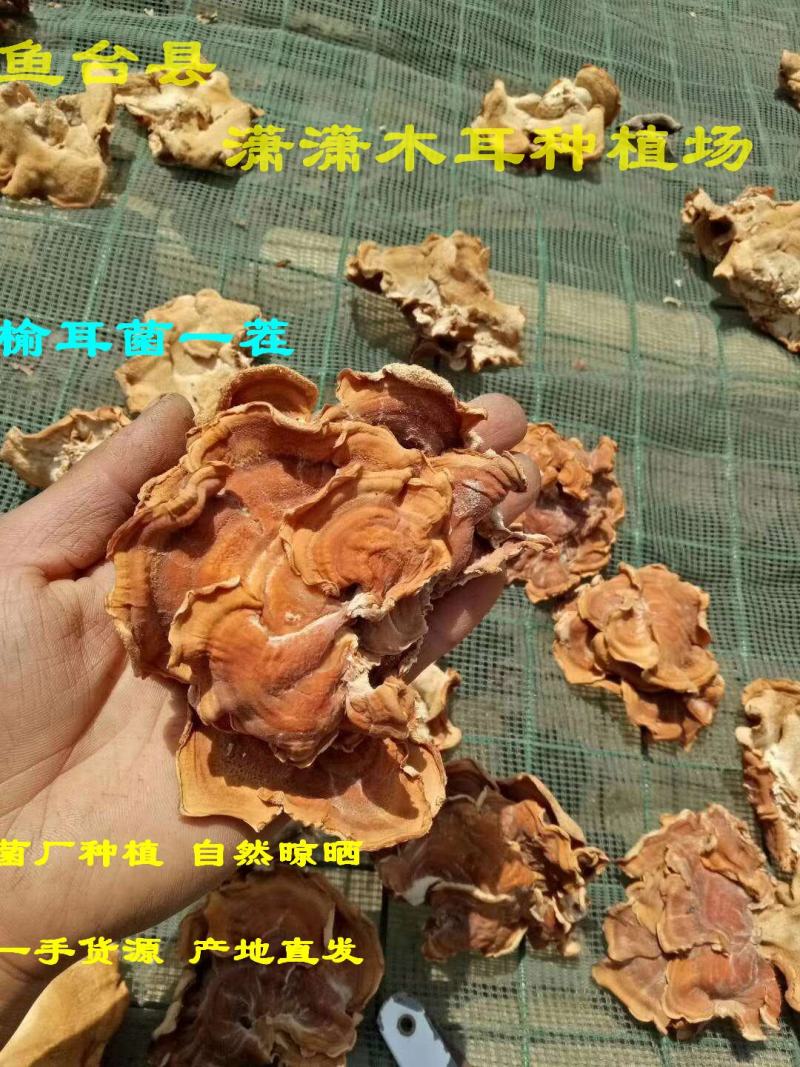榆耳菌干货特级素食榆耳菇灵芝菇黄金侧耳玛卡菌佛系素食