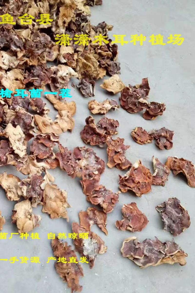 榆耳菌干货特级素食榆耳菇灵芝菇黄金侧耳玛卡菌佛系素食