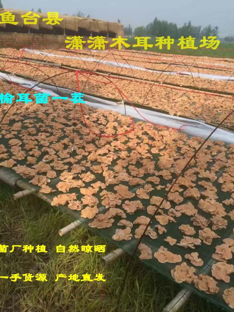 榆耳菌干货特级素食榆耳菇灵芝菇黄金侧耳玛卡菌佛系素食