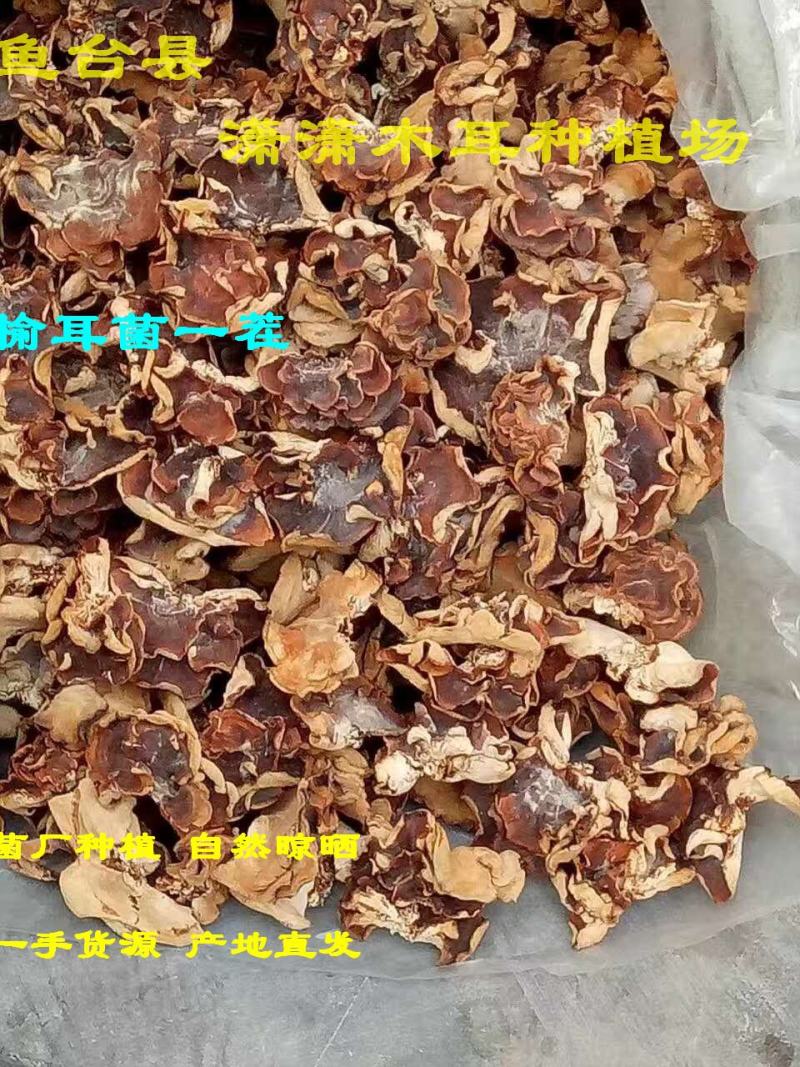 榆耳菌干货特级素食榆耳菇灵芝菇黄金侧耳玛卡菌佛系素食