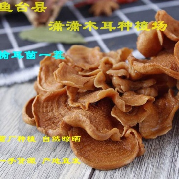 榆耳菌干货特级素食榆耳菇灵芝菇黄金侧耳玛卡菌佛系素食