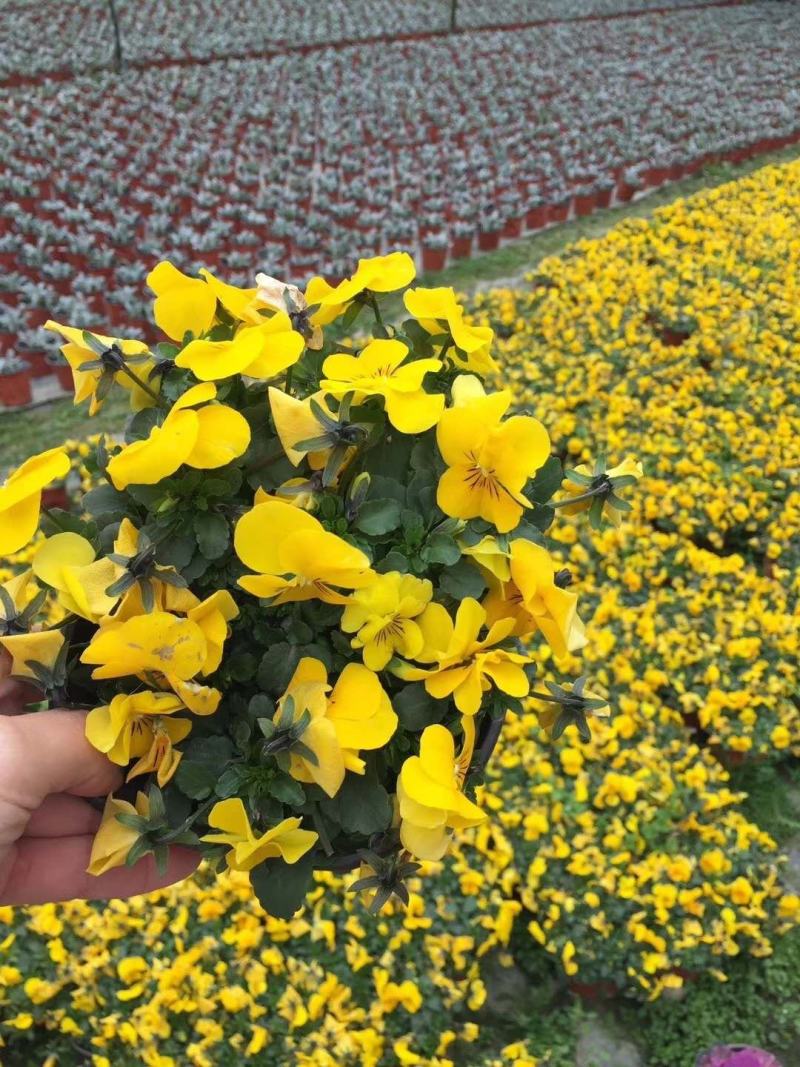 自家苗圃供应角堇角堇各种花色双色杯基地直销