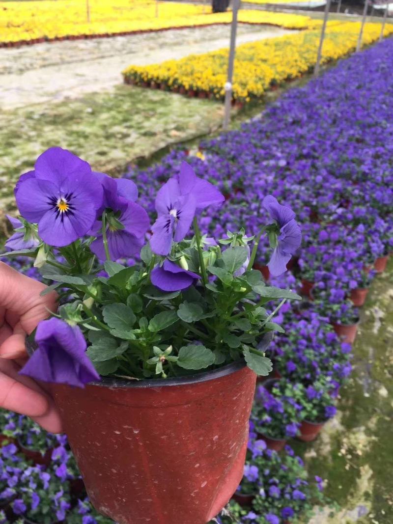 自家苗圃供应角堇角堇各种花色双色杯基地直销