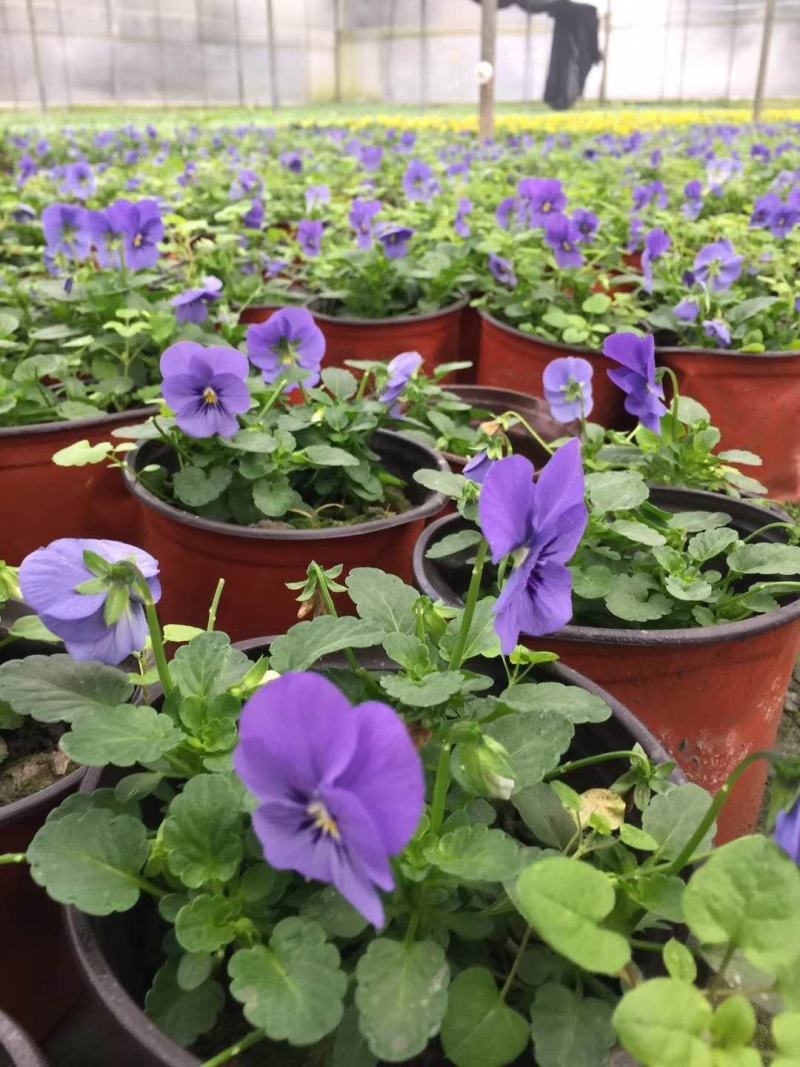 自家苗圃供应角堇角堇各种花色双色杯基地直销