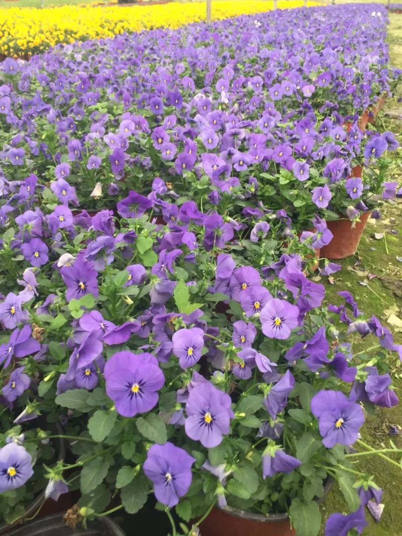 自家苗圃供应角堇角堇各种花色双色杯基地直销