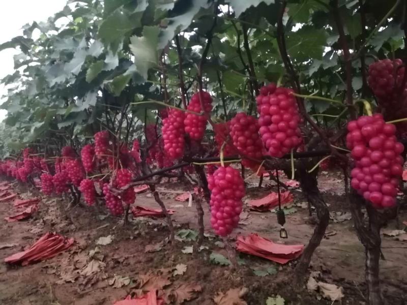 我会为各界客商提供优质货品，欢迎各界客商前来观光洽谈