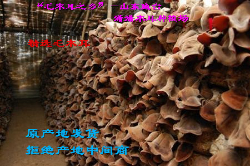 毛木耳干货山东鱼台木耳没有中间商物美价廉餐饮店供应