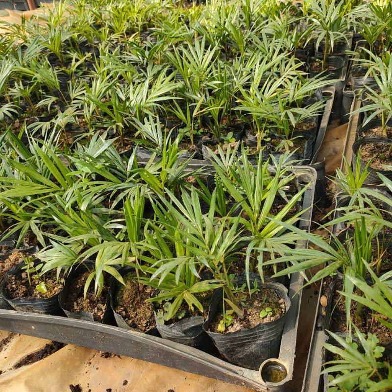 红茎(红领)椰子苗棕榈科庭院园林绿化耐寒园景树