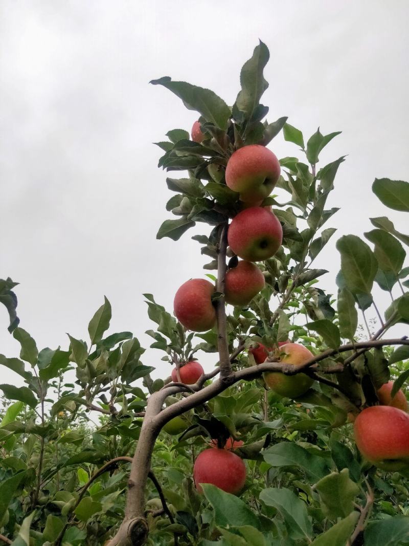 早熟青红苹果大量上市热卖中