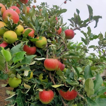 早熟青红苹果大量上市热卖中