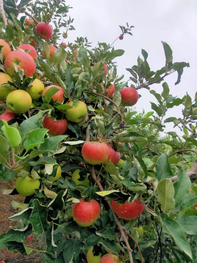 早熟青红苹果大量上市热卖中