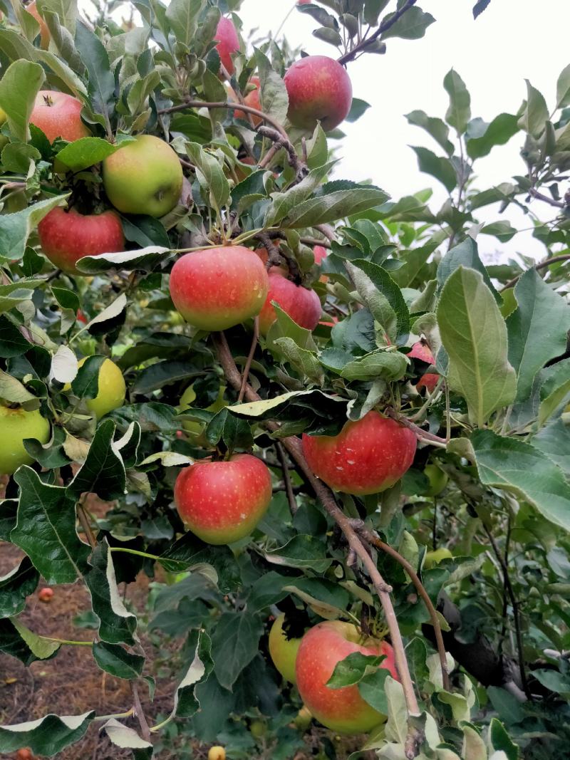 早熟青红苹果大量上市热卖中