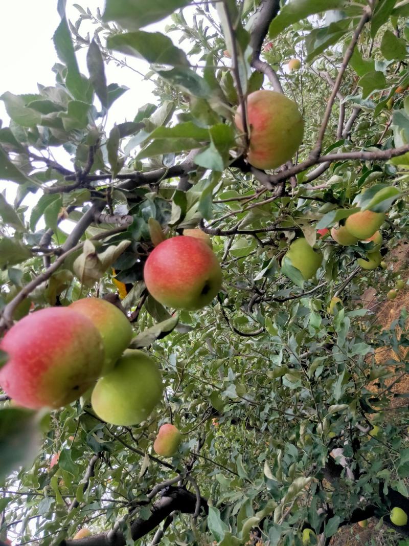 早熟青红苹果大量上市热卖中